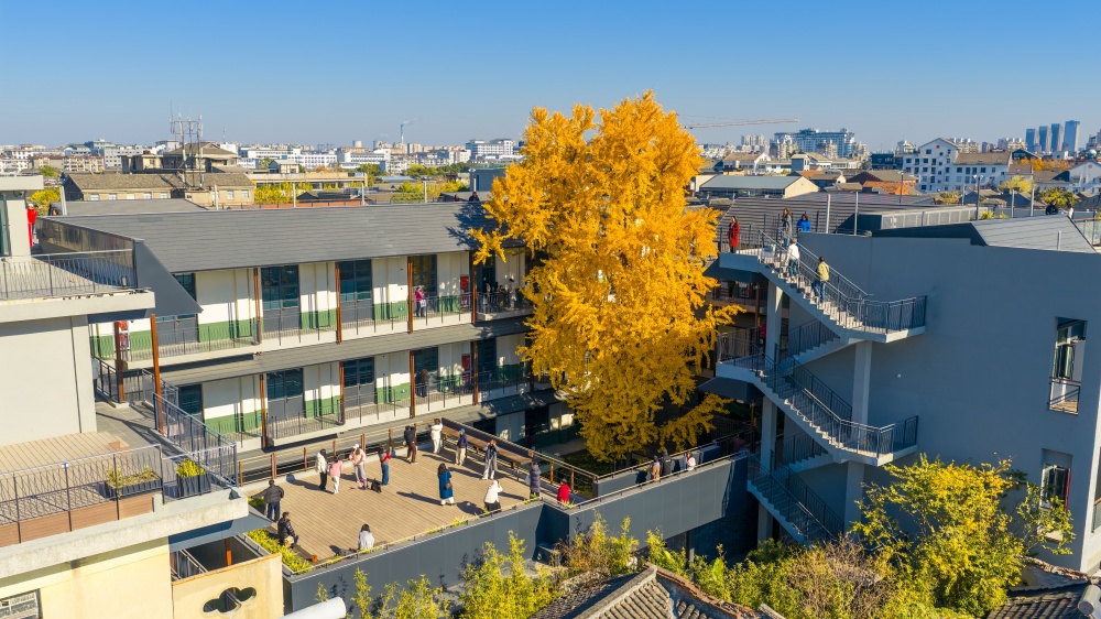 扬建故事丨扬州市苏唱街1号焕新记：254岁古银杏下的匠心攻坚